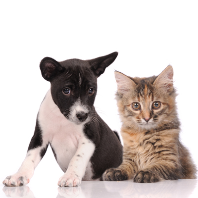 cliftonparkvet in Ballston Lake, NY - Welcome to our site!