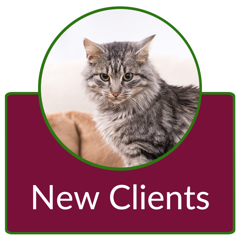 New Clients