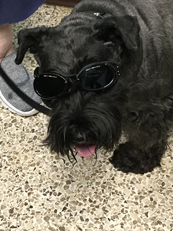 black dog in glasses